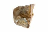 Partial Triceratops Shed Tooth - Montana #72493-1